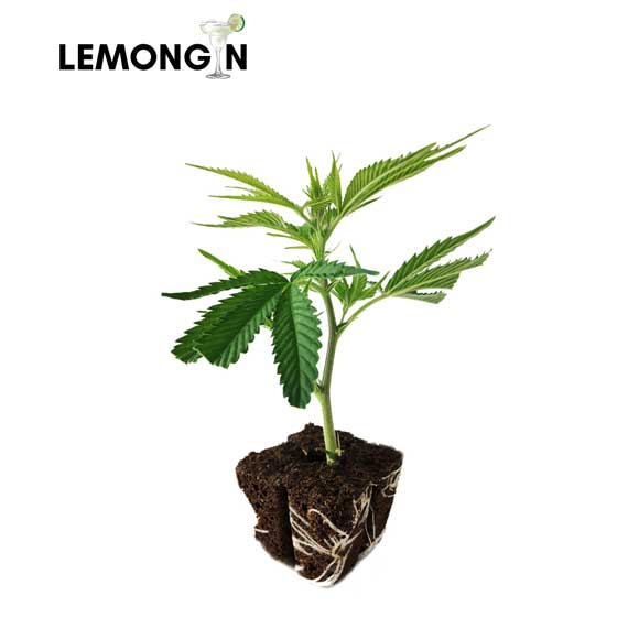 Lemongin