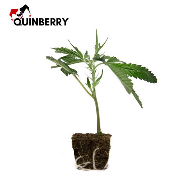 quinberry